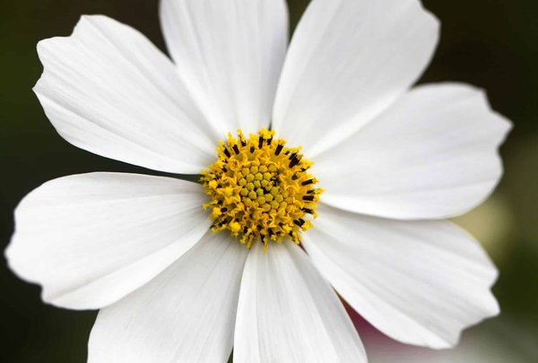 Unlocking the Power of Azure Cosmos DB: A Guide to Efficiently Managing Worldwide Data Distribution